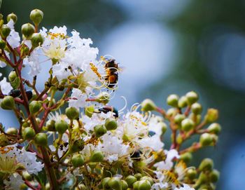 Close-up of bee pollinating on white flower