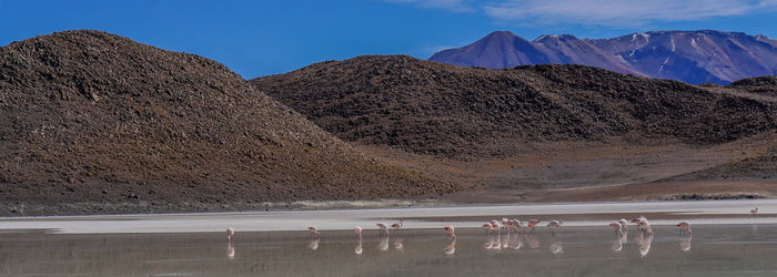 View of flamingos against mountains against sky