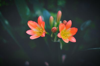 Close-up of orange flowers with buds growing outdoors