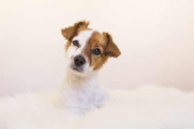 Portrait of dog looking away against white background