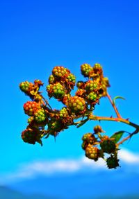 Low angle view of tree against clear blue sky