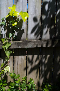 Close-up of ivy growing on tree