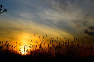 Plants growing on field against sky during sunset