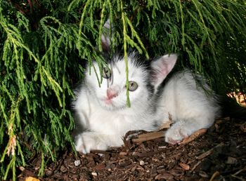 Portrait of a cat