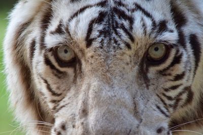 Close-up portrait of tiger