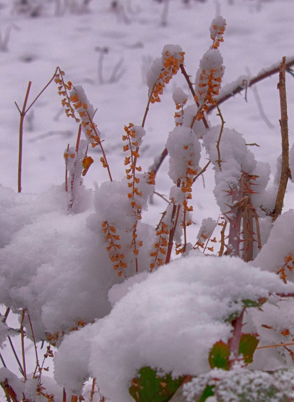 CLOSE-UP OF FROZEN PLANT ON SNOW