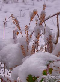 Close-up of snow covered plants