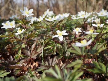 Close-up of white flowering plants on field