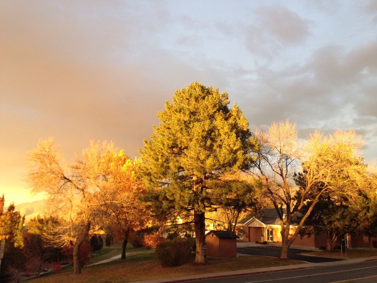 tree, autumn, sky, branch, change, growth, yellow, beauty in nature, nature, season, tranquility, built structure, building exterior, architecture, orange color, tranquil scene, scenics, outdoors, road, no people