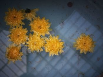 Close-up high angle view of marigold