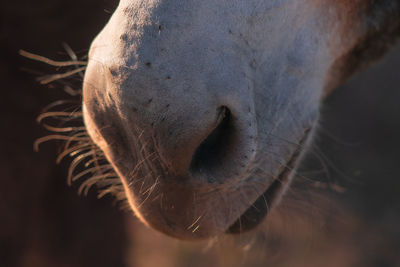 Close-up of horse