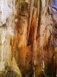 Full frame shot of tree trunk