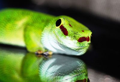 Close-up of lizard