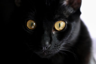 Close-up portrait of black cat against white background