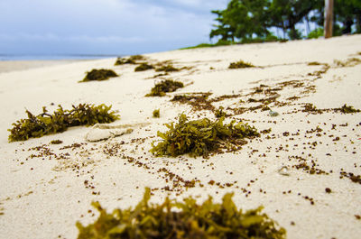 Close-up of plants on beach against sky