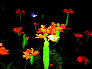 Close-up of red flowers