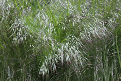 Full frame shot of bamboo plants on field