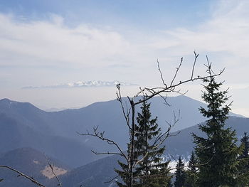 Low angle view of tree against sky