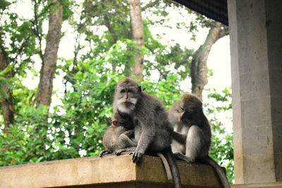 Monkey sitting on a tree