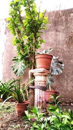 Close-up of potted plant against trees