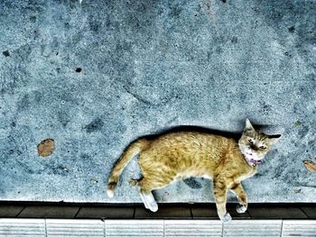 High angle view of cat on wall