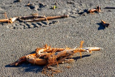 High angle view of crab on sand