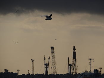 Low angle view of silhouette birds flying against sky