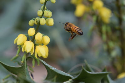 Close-up of bee pollinating on flower