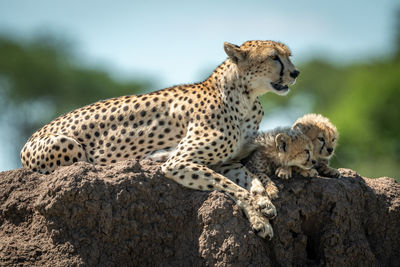 Cheetah with cubs sitting on rock in forest