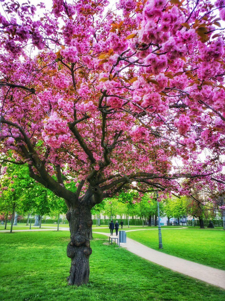 CHERRY BLOSSOMS IN PARK