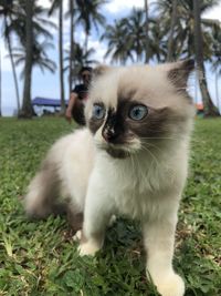 Cat playing on the beach 