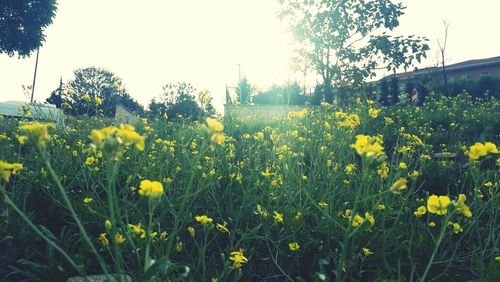 Yellow flowers growing on field