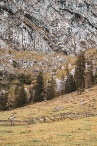 View of pine trees on field