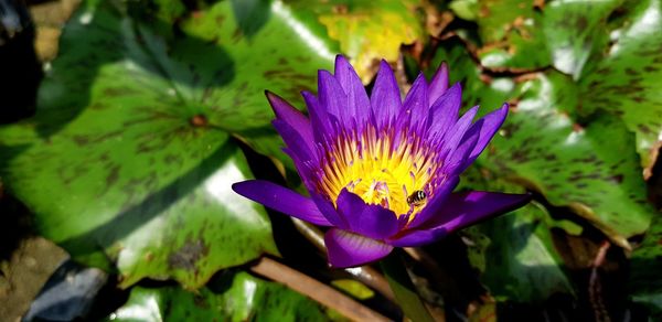 Close-up of purple flower