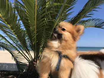 View of palm tree and dog by sea against sky