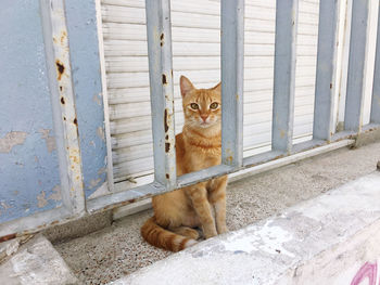 Portrait of cat sitting by metal door
