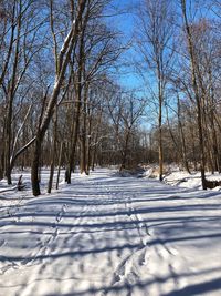 Bare trees in forest during winter