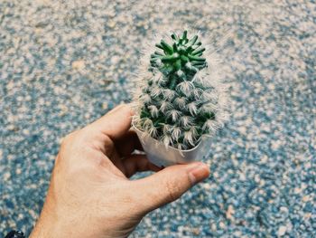 Close-up of hand holding cactus flower