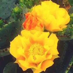 Close-up of yellow flower