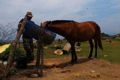 Horse drinking from trough while man standing beside at ranch