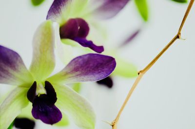 Close-up of purple flowering plant