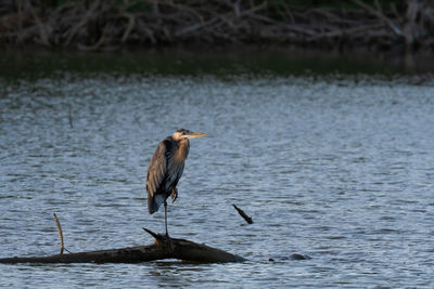 High angle view of gray heron perching on lake