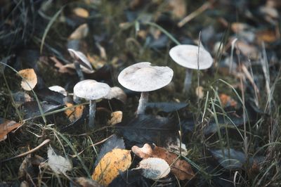 Close-up of mushrooms growing on field