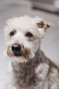 Close up portrait of a senior ganaraskan dog, looking at the camera, selective focus.