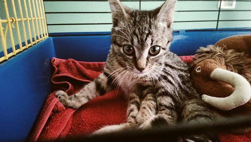 Portrait of kitten with stuffed toy in cage