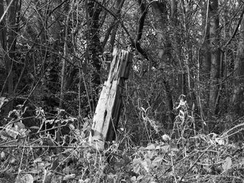 Bare trees in forest