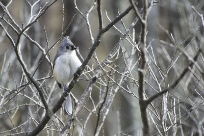 Close-up of bird perching on branch