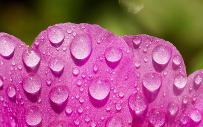 Detail shot of water drops on petals against blurred background