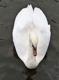 High angle view of swan floating on lake