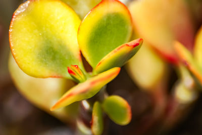 Close-up of fresh green leaves